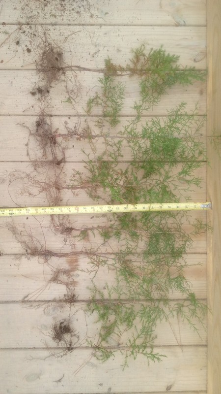 One Eastern Red Cedar Tree Juniperus Virginiana 8"- 12" Live Bare-Root Sapling🌲 gallery