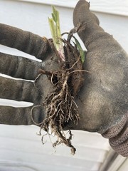 Comfrey Bocking 14, (2) two Established Root Cutting.Shipped Bare Root READ