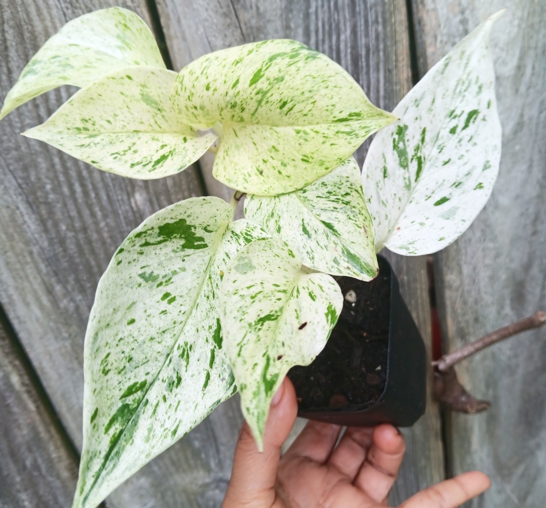 Pothos Epipremnum True Snow Queen - Snow White 3" pot - actual plant gallery