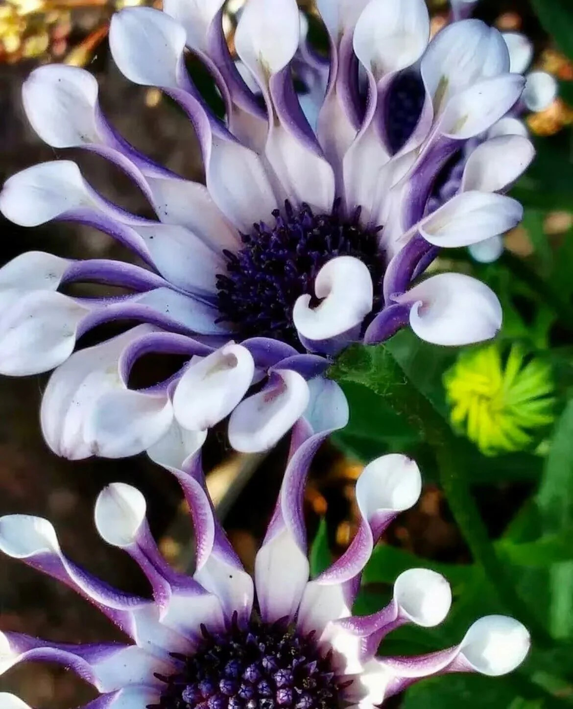 Osteospermum Mix Seeds ~ Spider ~ Daisy ~ Cool Flowers ~ Grow Your Own ~ Rare gallery