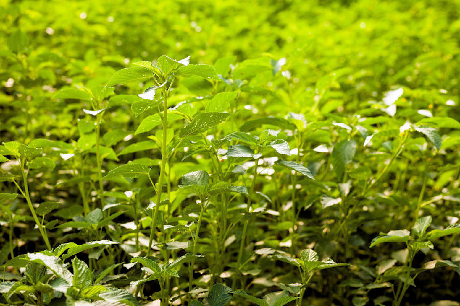 25 Seeds Corchorus White Jute Tropical Herb Very Rare! Colorful Flowers gallery