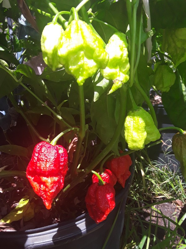 50+ Authentic Red Apocalypse Scorpion Pepper Seeds World’s hottest pepper. gallery