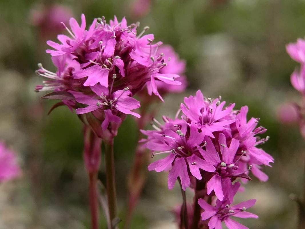 Catchfly Flower Seeds, "COOL BEANS N SPROUTS" Brand. Home Gardening. gallery