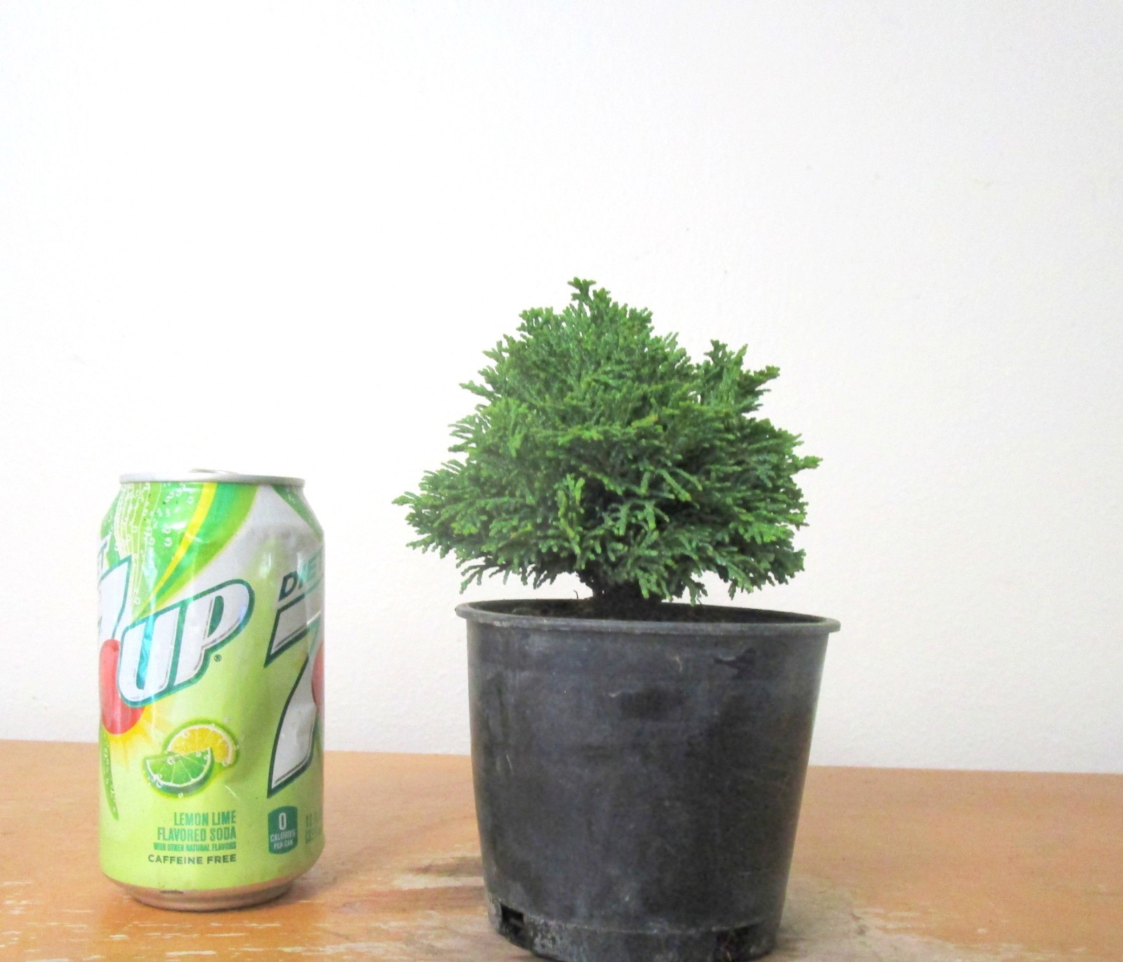 Dwarf Hinoki cypress "True dwarf" for mame shohin bonsai tree multiple listing gallery