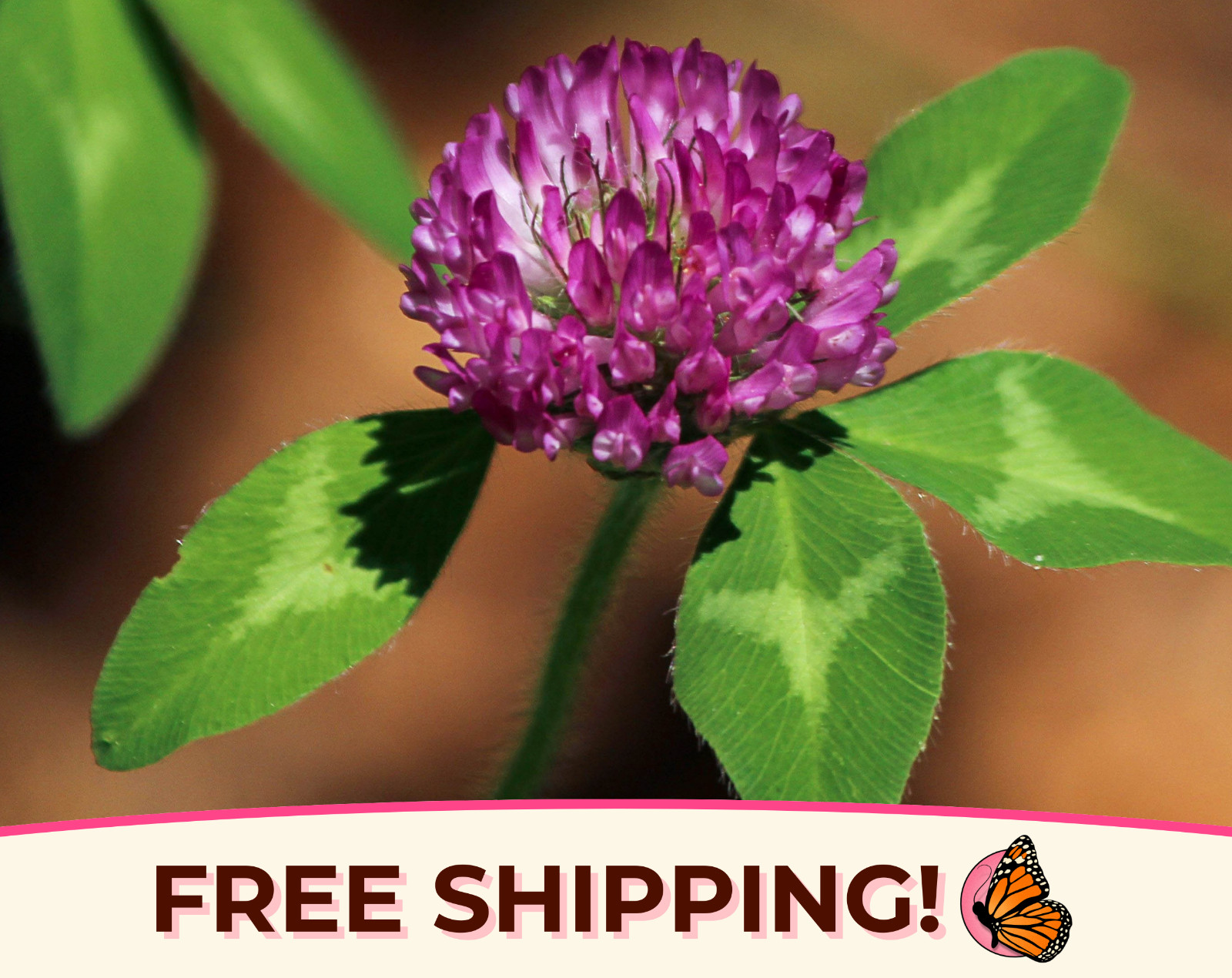 5700+ Mammoth Red Clover Seeds | Flower Gardening Pollinator Plant Seed Packet gallery