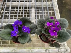 African Violet 4″ Pot