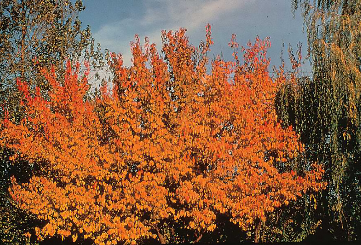 Apricot, Prunus armeniaca, Tree Seeds (Fast, Hardy, Edible, Showy, Fall Color) gallery