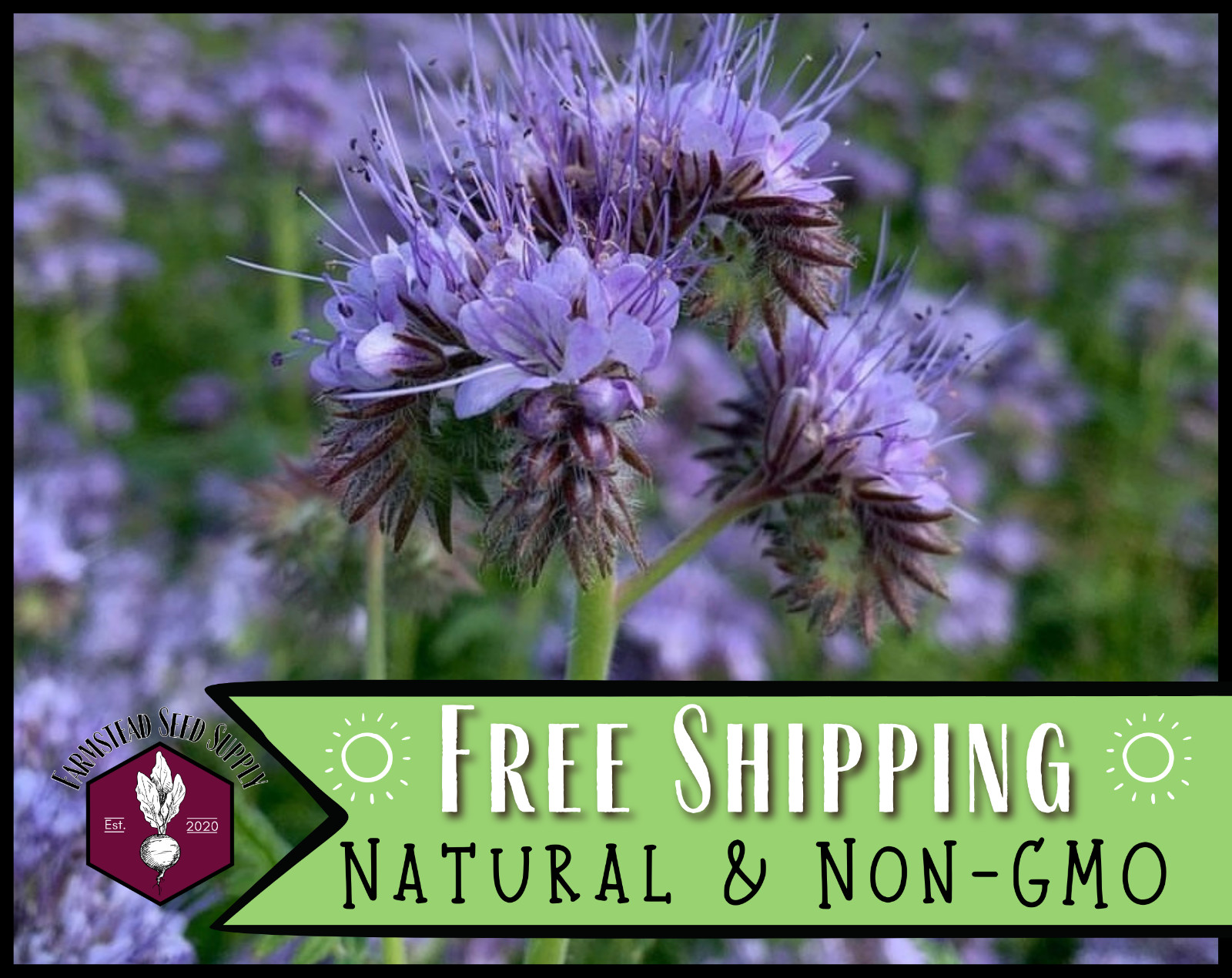 4,200+ Lacy Phacelia Seeds | Native Flower Gardening, Phacelia tanacetifolia gallery