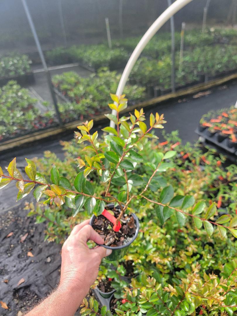 Tonto Fuchsia-Red Crape Myrtle Tree - Live Plant - ( 1 QT ) gallery