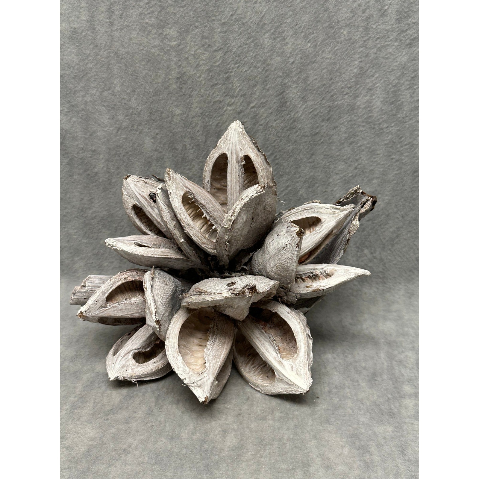 Dried Star Pods White Washed 10" Natural Botanical Cluster Decor gallery