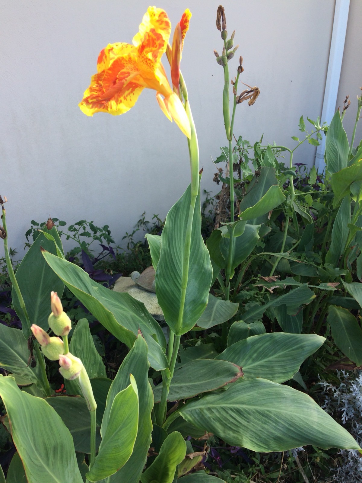 4 variegated Orange Yellow Canna Lily Bulb Well Rooted Tropical Tuber Rhizome gallery