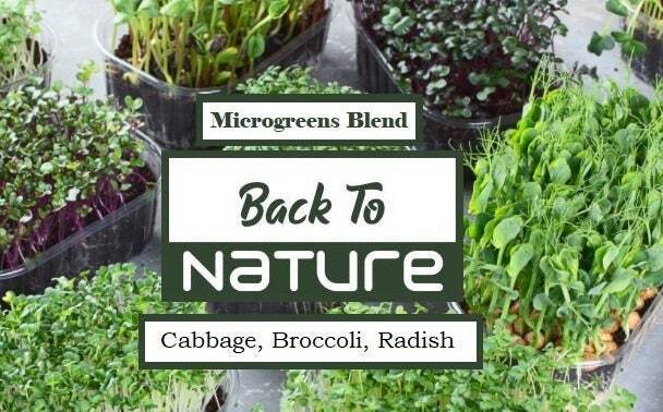 Cabbage, Broccoli, Radish Microgreen Seed Blend - Organic Seeds - Non Gmo gallery