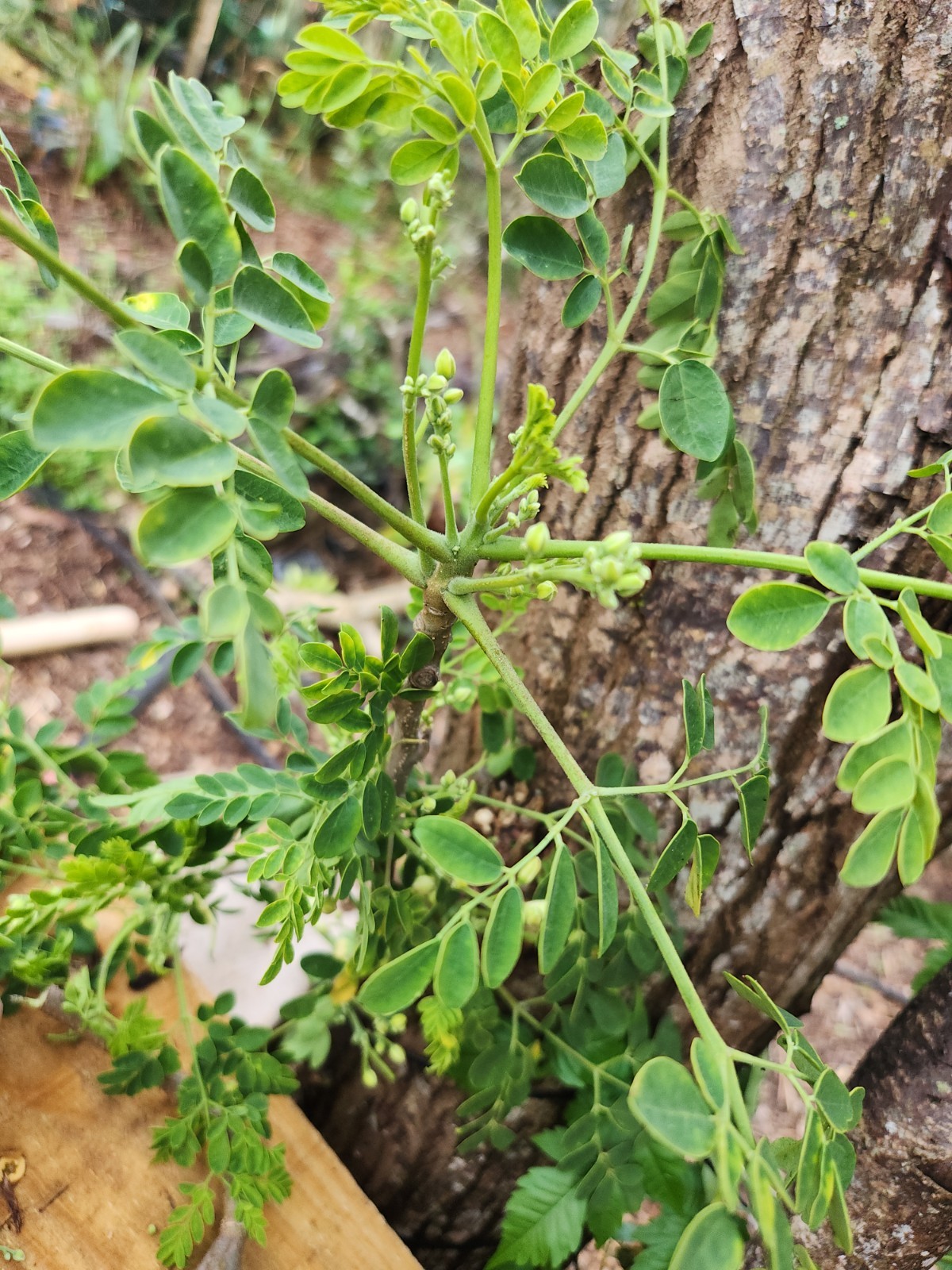 8 FRESH Moringa Tree Cuttinga Oleifera Miracle Drumstick Horseradish ( 10-12" ) gallery