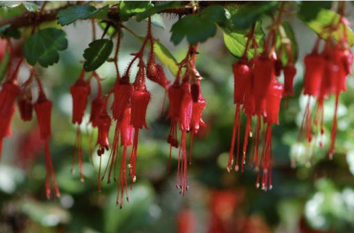 Fuchsia-Flowered Gooseberry, Ribes Speciosum - 15 Seeds 2024 - USA gallery