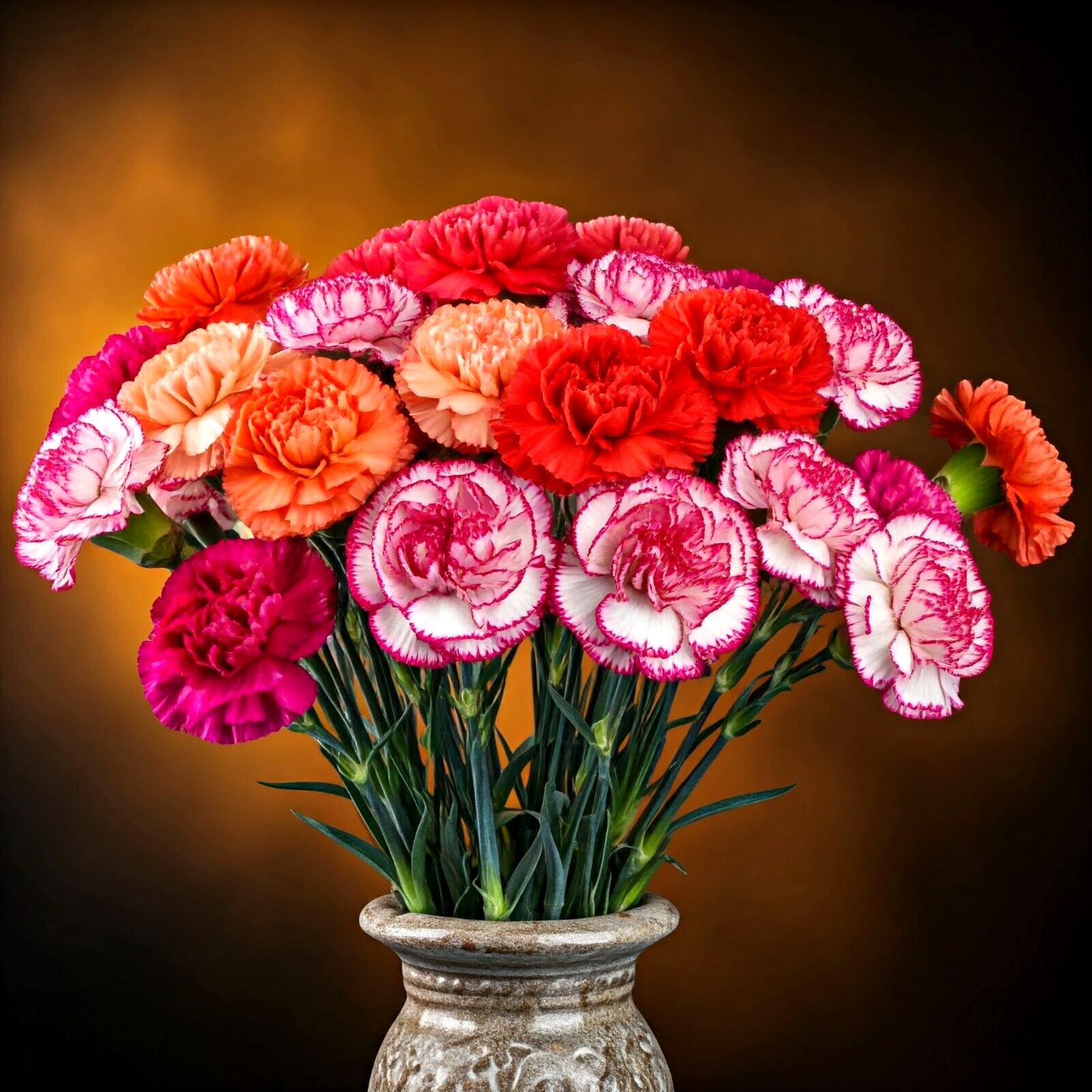 300+ CARNATION DOUBLE MIX SEEDS RARE DIANTHUS FLOWERS RARE BLOOMS FREE SHIPPING gallery