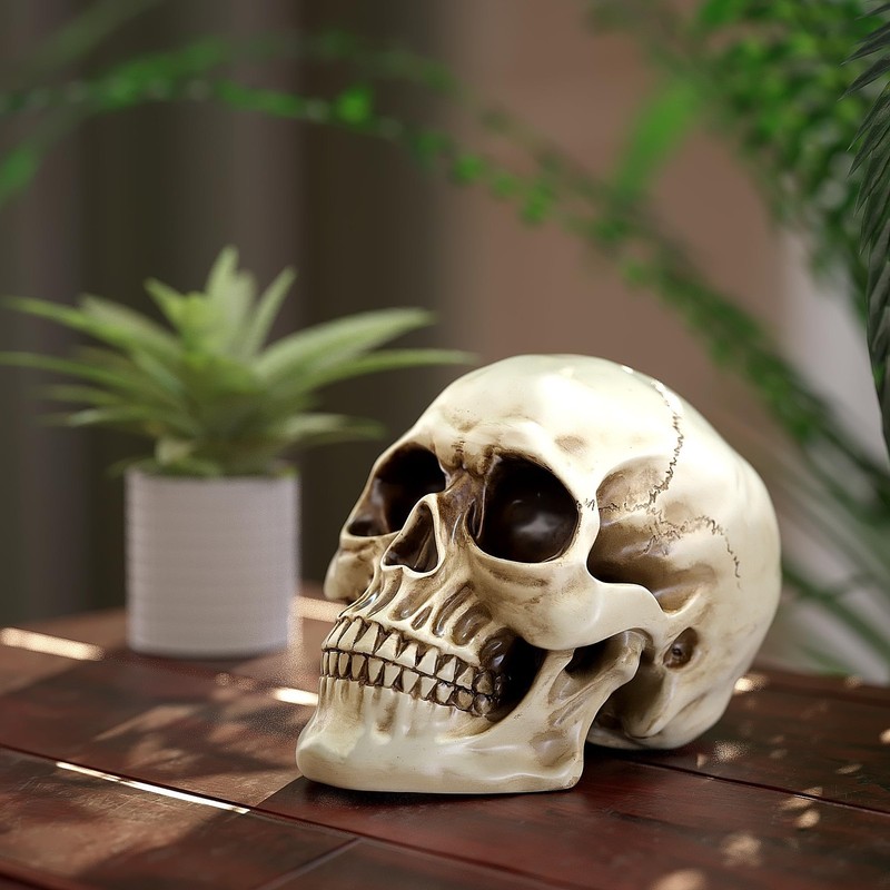 READAEER Life Size Resin Skull, Large Size Adult Skull Head Model for Home Decor gallery