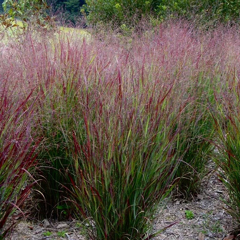 1 oz SWITCHGRASS Seeds Native Prairie Tall Grass Clumping Ornamental Perennial gallery