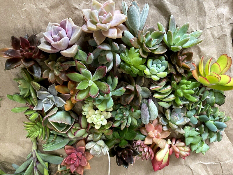 35 Random Succulent Starter Floret Clippings Free gift w/order gallery