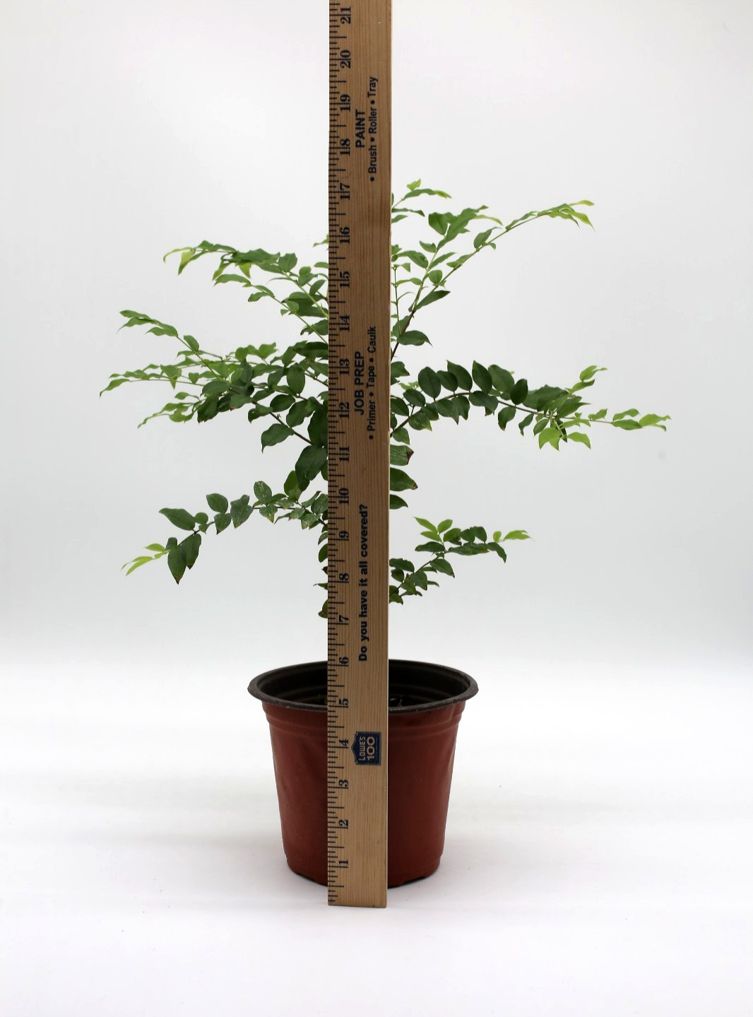 Jaboticaba "Sabara" live tree Brazilian grape gallery