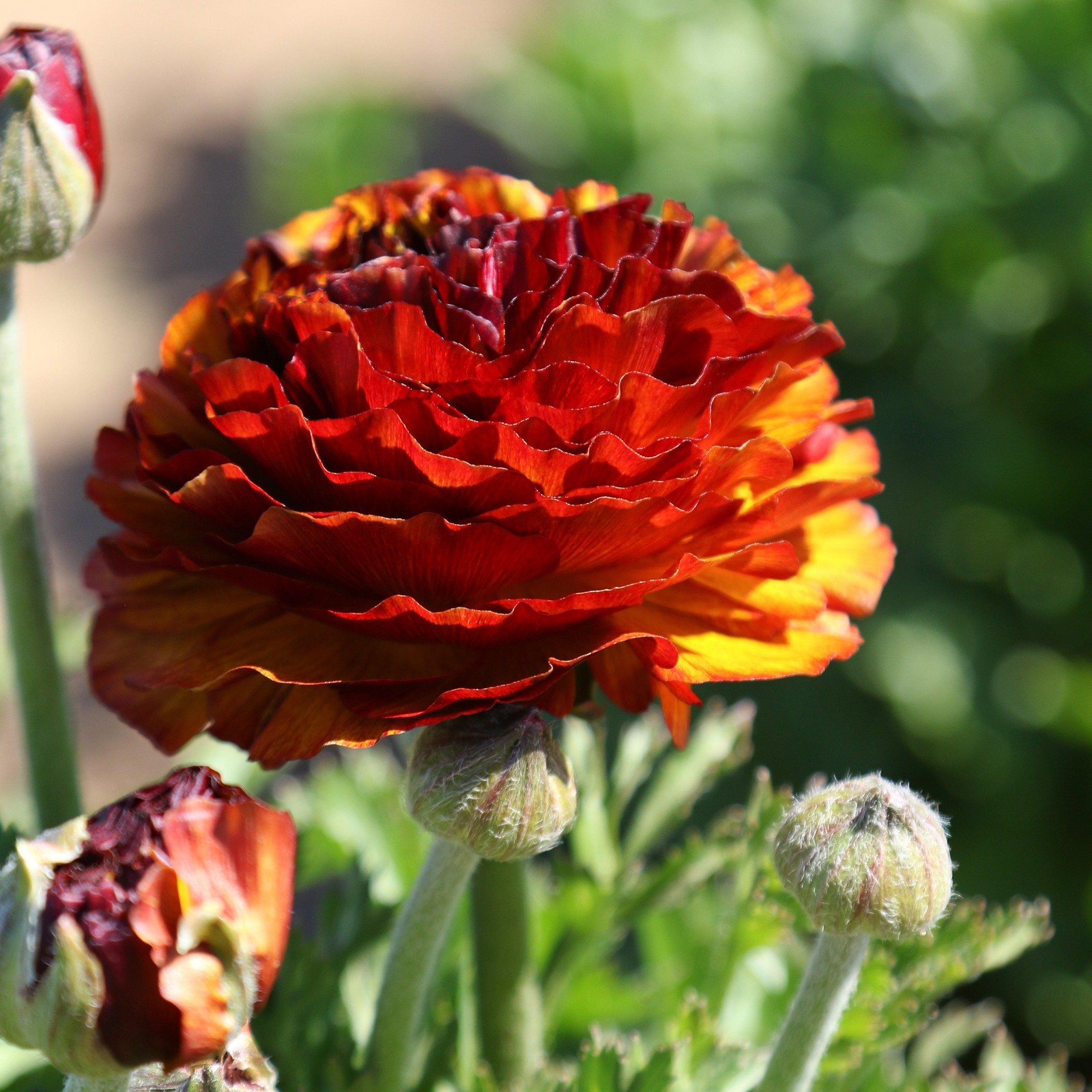 Ranunculus Buttercup Café 10 Flower Bulbs - Spring Multicolor Blooms in Sun gallery