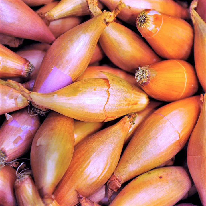 Monique French Shallot Sets (Bulbs) | Semi Long Onion Seed 2025 Fast Shipping gallery