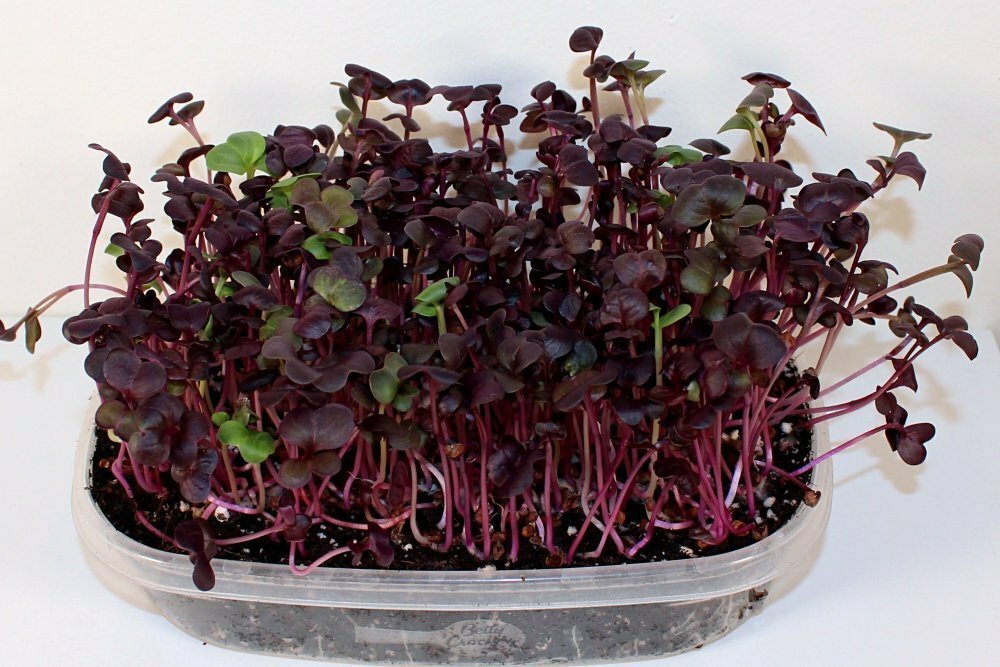 Rambo Radish 4 Ounce Microgreen Sprouting Seeds gallery