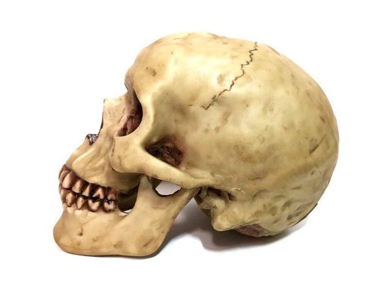 Grinning Highly Realistic Replica Human Skull Statue Home Décor 6.5x4.25x4.6" gallery