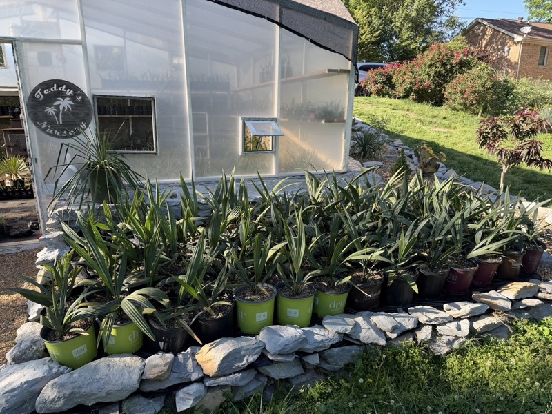 Sabal minor 3 Gallon – Split Leaf – Cold Hardy Palm gallery