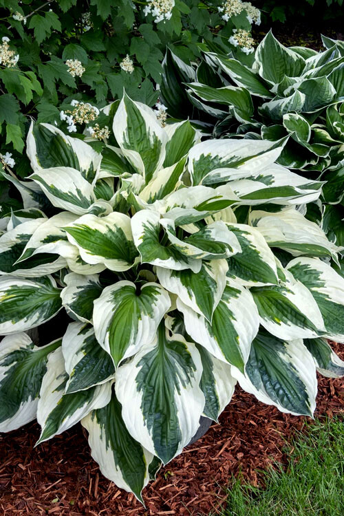 HOSTA 'MINUTEMAN' HARDY PERENNIAL SHADE PLANT - THE BEST GREEN & WHITE FOLIAGE!! gallery