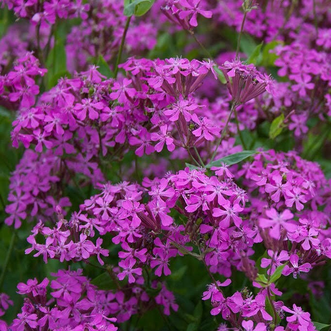 20 nodding catchfly flower butterfly magnet seeds for spring summer peppermint gallery