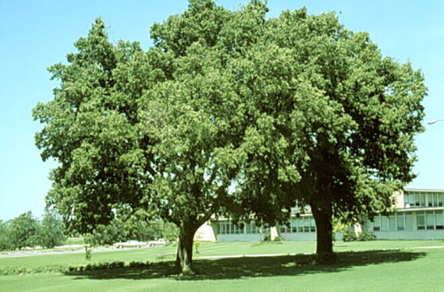 Hackberry, Celtis occidentalis, Tree Seeds gallery
