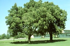 Hackberry, Celtis occidentalis, Tree Seeds