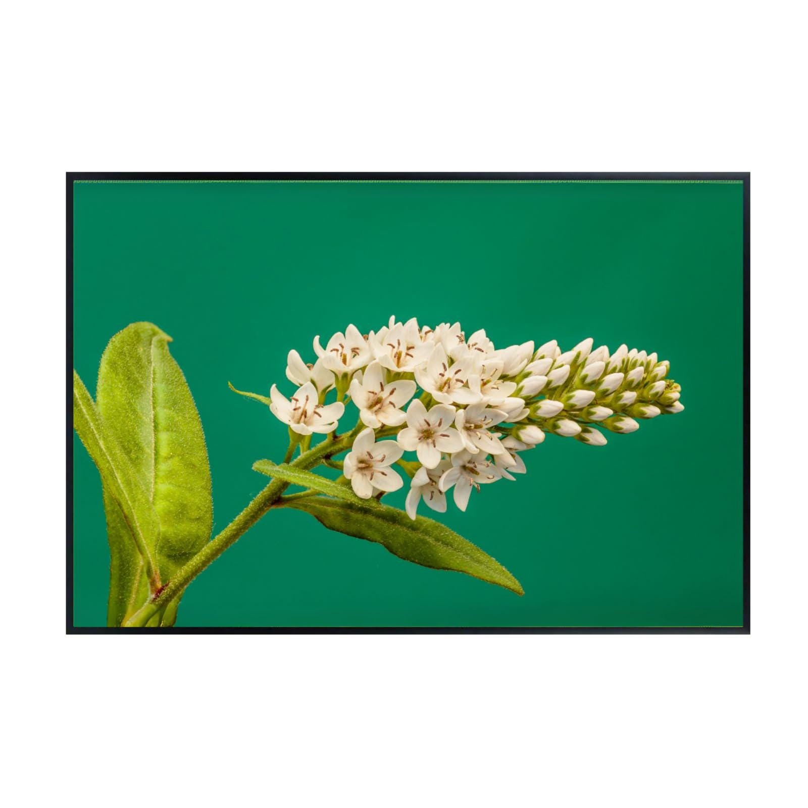 Lysimachia Clethroides Botanical Print – Elegant Floral Nature Wall Art gallery