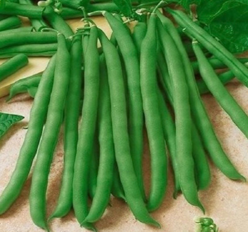 Contender Stringless Bush Green Bean - Fresh Seeds 2026, Early Heirloom 🇺🇸 USA gallery