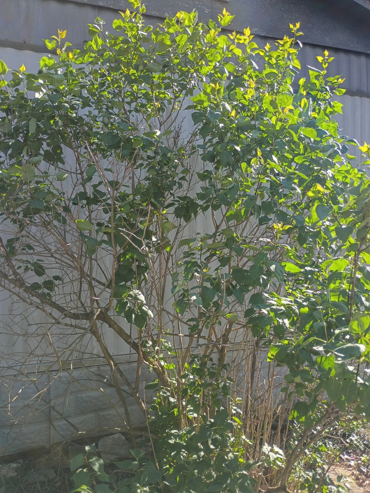 Common Lilac Shrub Sapling Ships In 2 Quart Pot 6-12" Tall Syringa vulgaris gallery