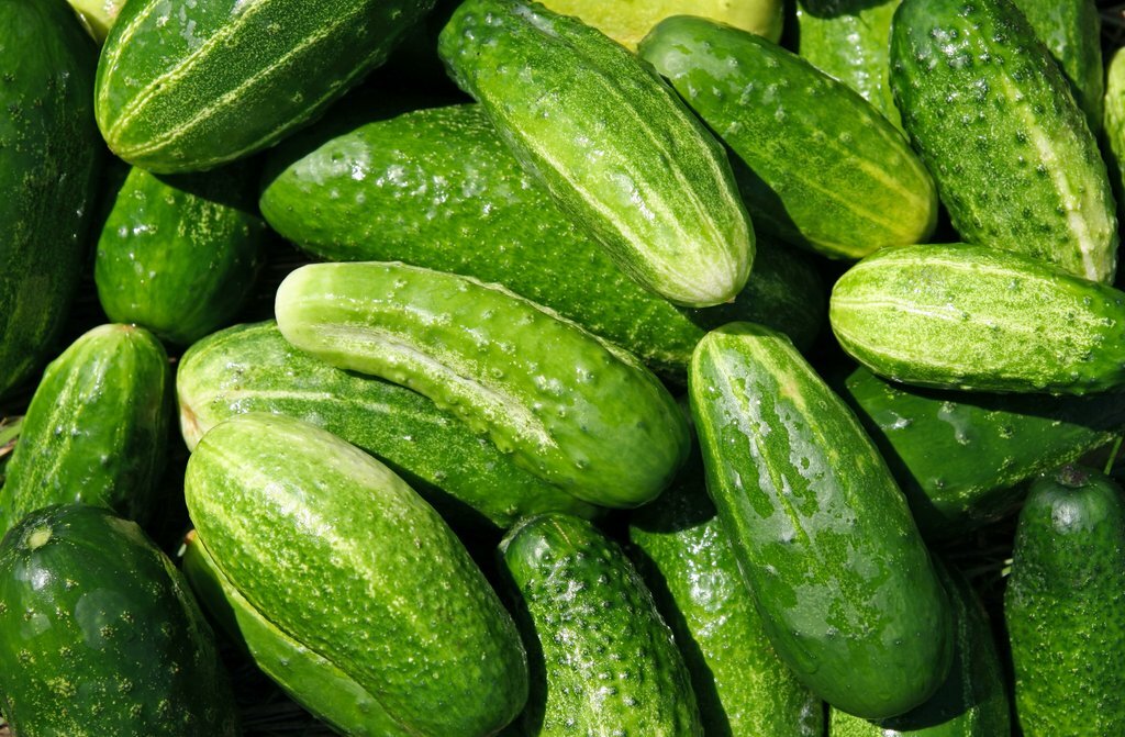 Marketmore Cucumber Seeds 50+ Vegetable Garden Heirloom NON-GMO FREE SHIPPING gallery
