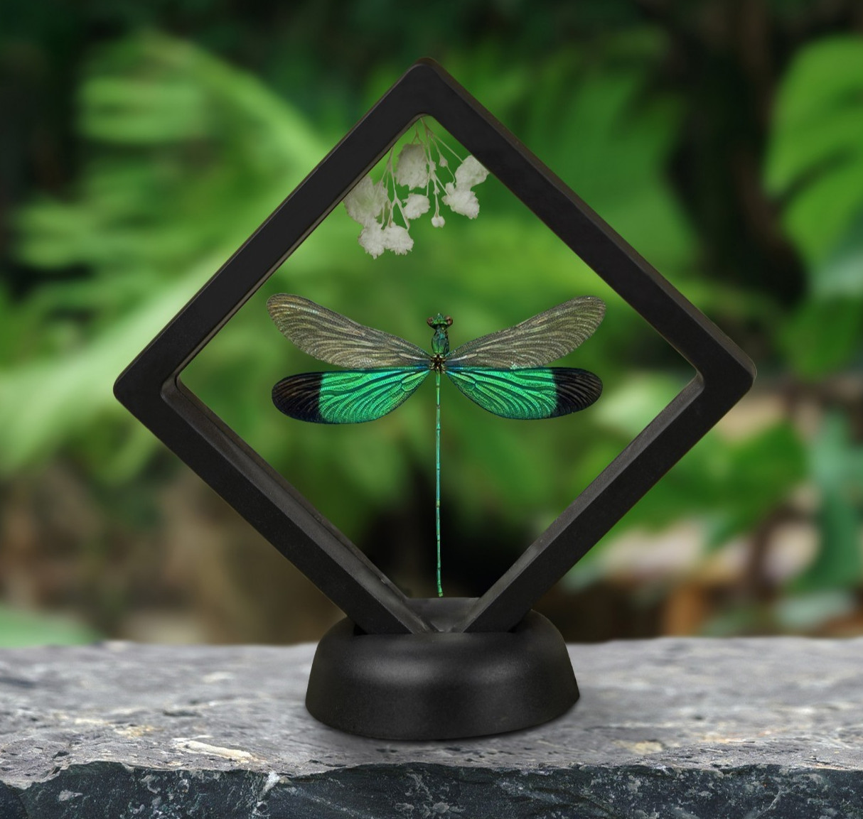 Real Clear Wings Dragonfly Framed Insect Bug Taxidermy Enotomology Decor gallery