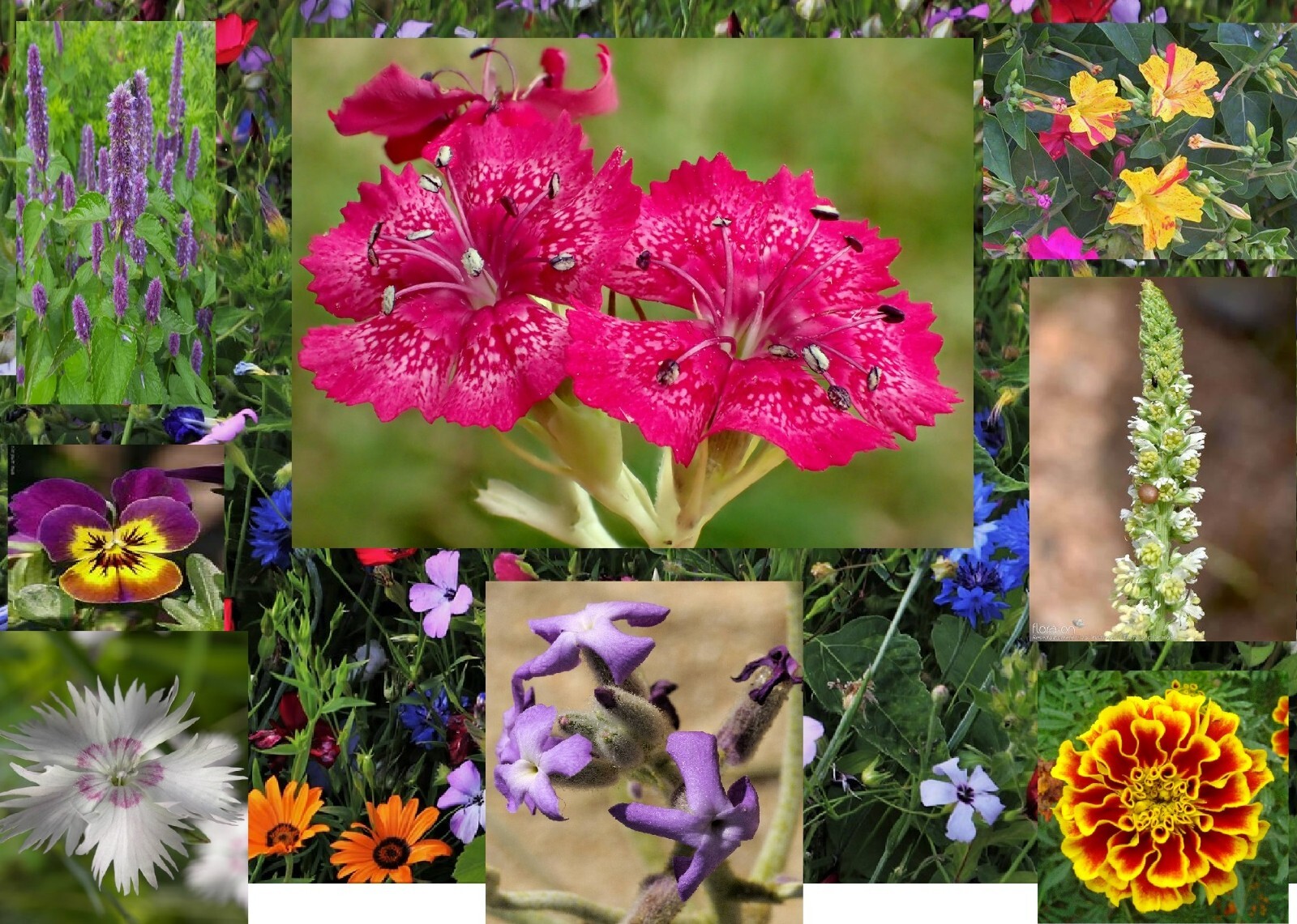Aromatic Mix 15+ Highly Fragrant 300+ Fast Growing seeds Free Shipping! gallery