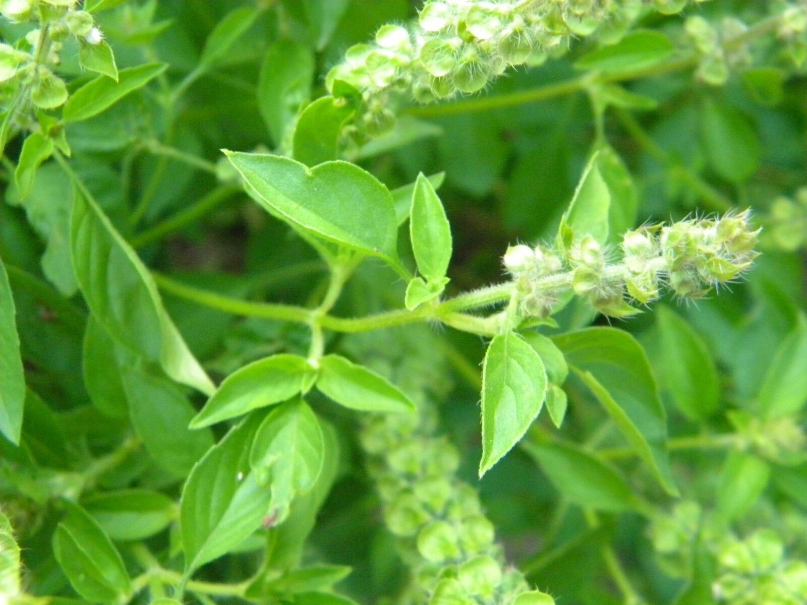 Lemon Basil Seeds, Lao Basil, Manglak, NON-GMO, Variety Sizes, FREE SHIPPING gallery