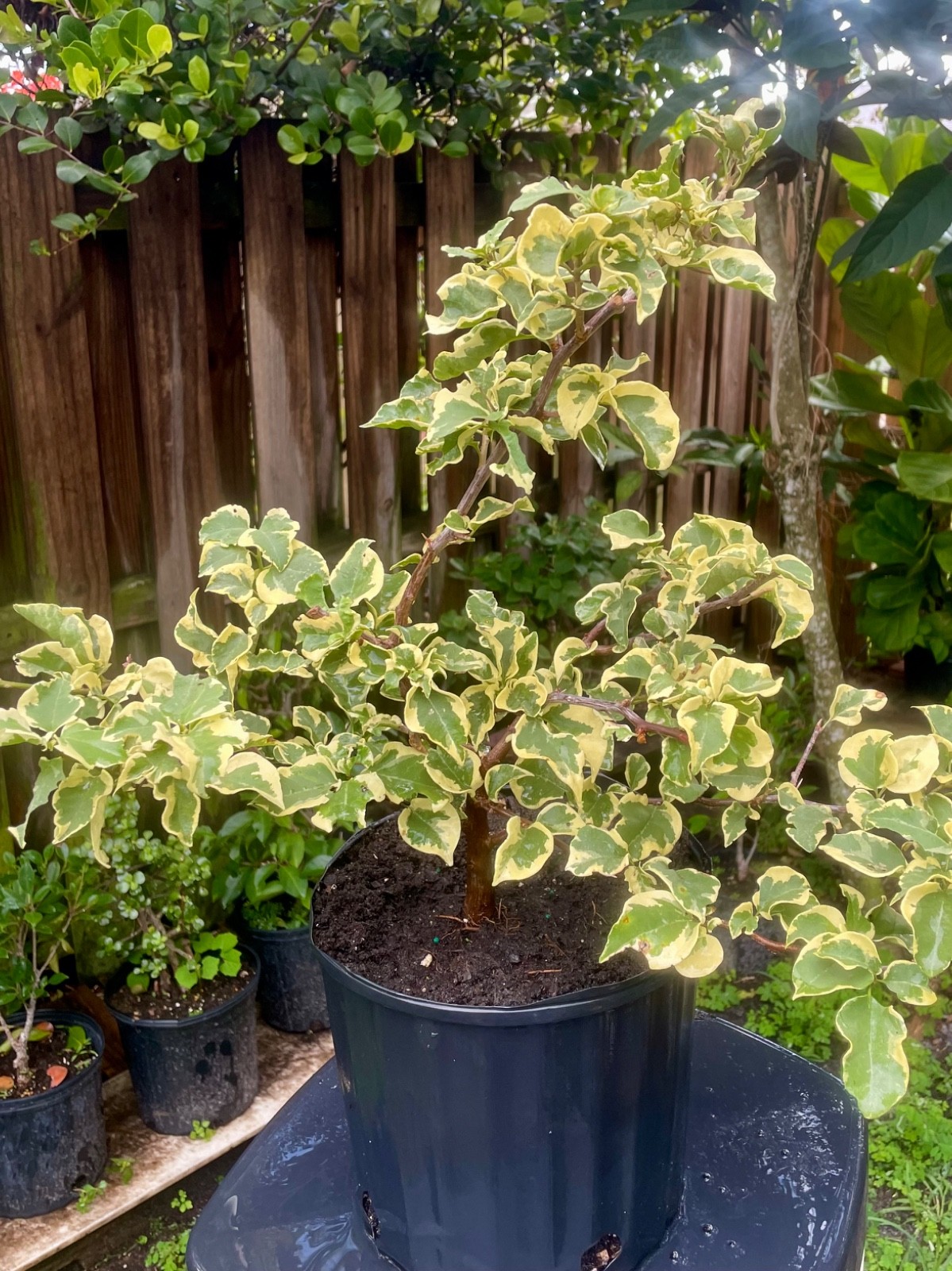 Bonsai Style Pre-bonsai Fuchsia raspberry iceraspber Bougainvillea Tree 6 years gallery