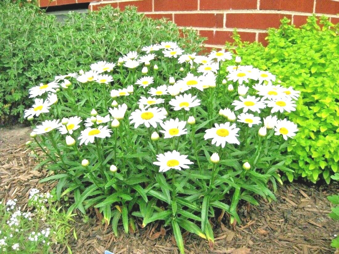 301+SILVER PRINCESS Seeds Dwarf Shasta Daisy Cut Flowers Container Garden Easy gallery