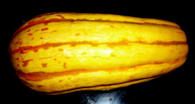 25+ GIANT DELICATA BOHEMIAN WINTER SQUASH SEEDS 1-2 LBS 5-10" ORGANICALLY GROWN! gallery