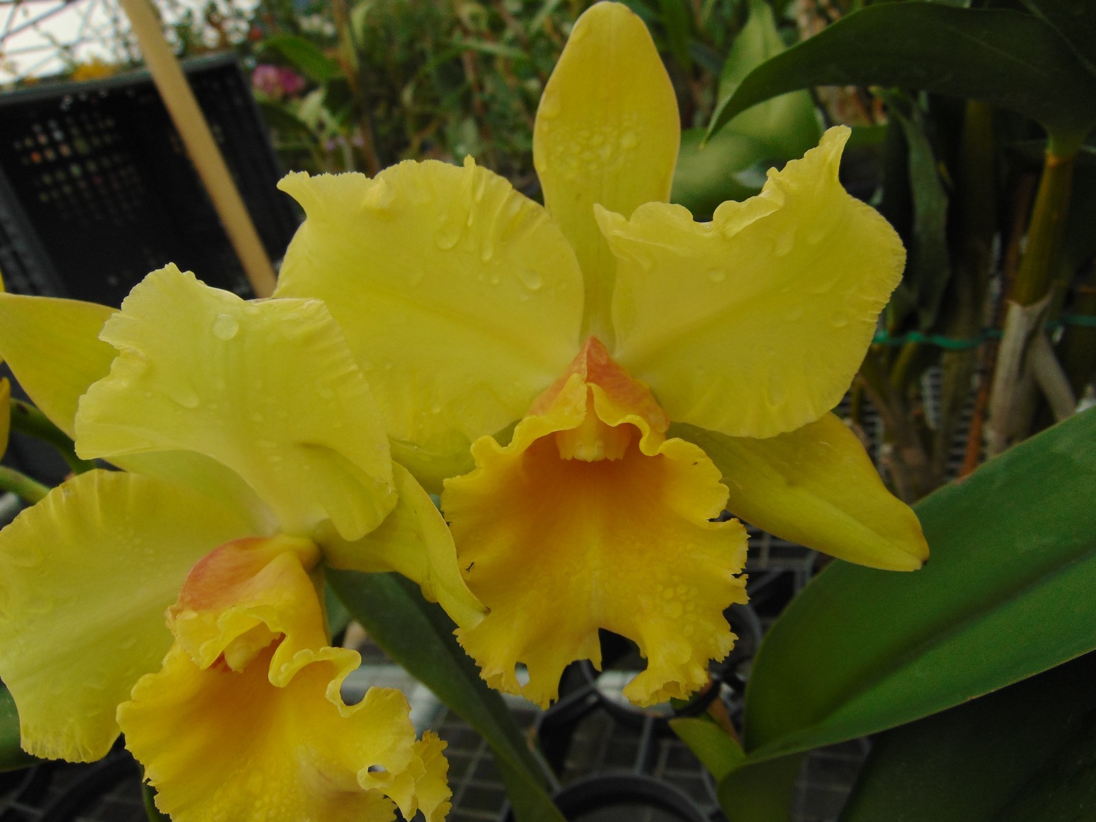 Blc. Andean Treasure Bloom size 6" pot LARGE PLANT gallery