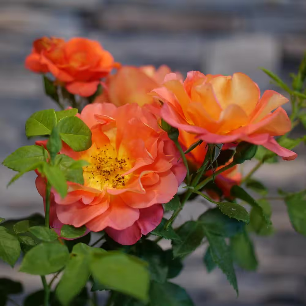 4.5 In. Quart Rise up Emberays Rose (Rosa) Live Shrub with Sherbet Orange/Lemon gallery
