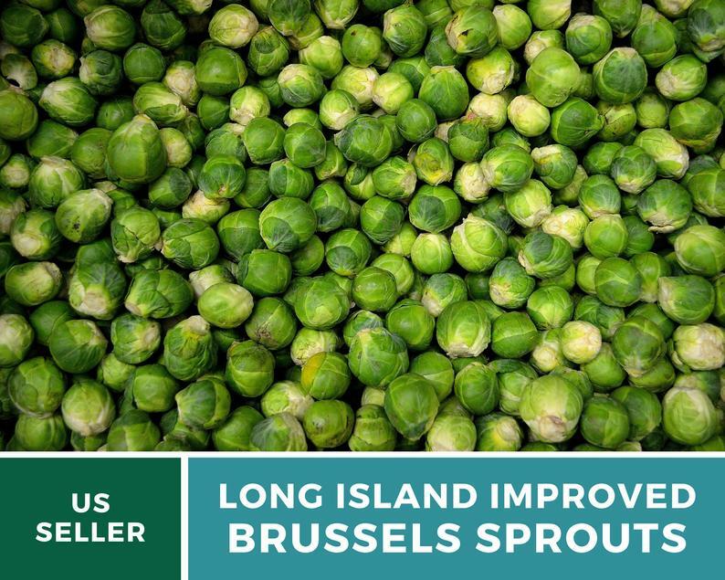 Brussels Sprouts, Long Island Improved - 150 Seeds - Heirloom - GMO Free gallery