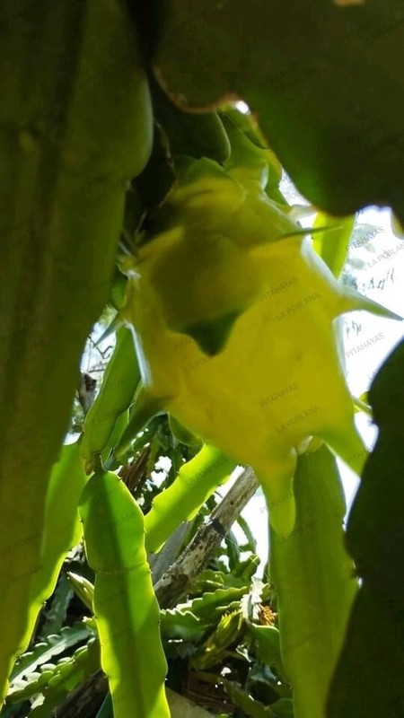 DRAGON FRUIT CUTTINGS - MULTIPLE VARIETIES 8-12 inches gallery