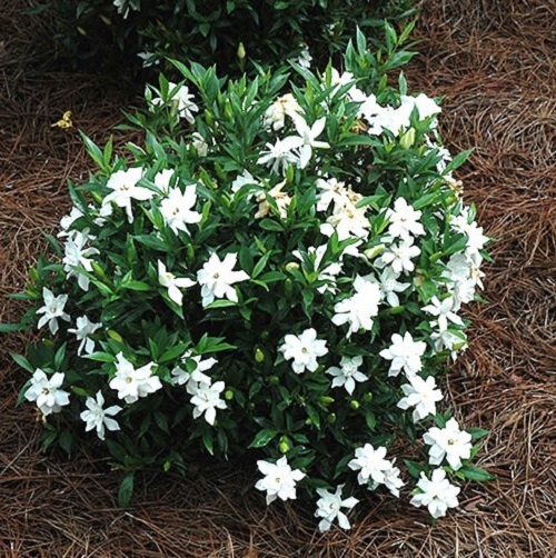 Frost Proof Gardenia ( cape jasmine ) - Live Plant - ( 1 QT ) gallery