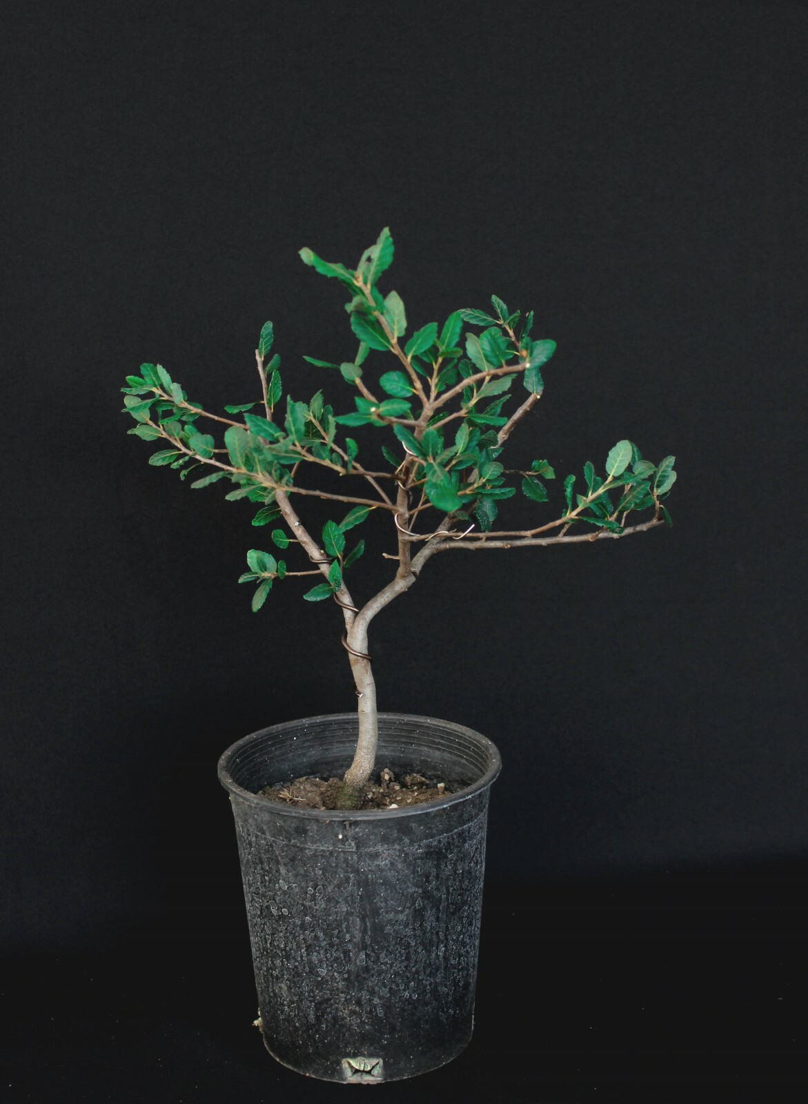 Cork Bark Oak Pre-Bonsai Tree - 2 Gallon gallery