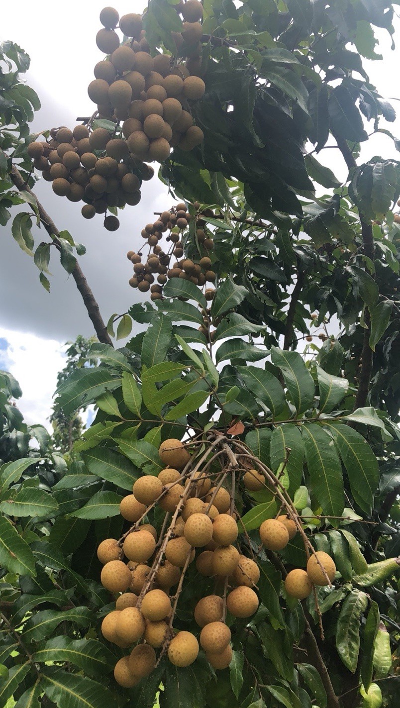 Florida Longan Tree Dimocarpus Dragon Eye 8” With Pot Tropical Fruit Live Plant gallery