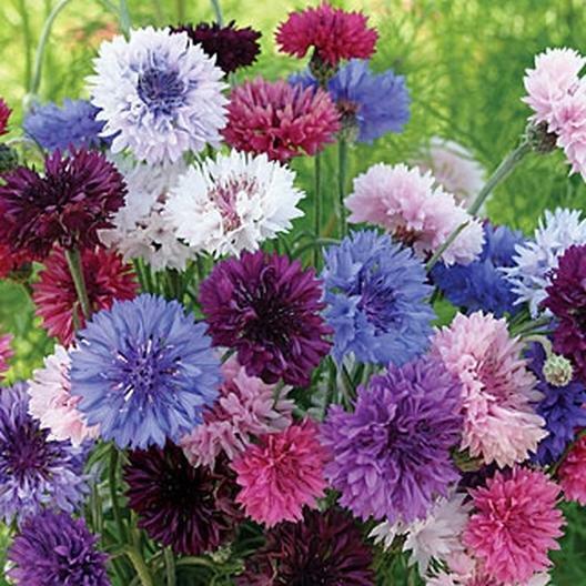 Cornflower / Bachelor Button TALL Mix Cut Flowers Butterflies Non-GMO 400 Seeds gallery